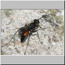 Priocnemis melanosoma - Wegwespe w02d 8mm OS-Wallenhorst-Tongrube-Lehmwiese-det.jpg